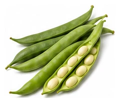 Runner Bean harvest / detail