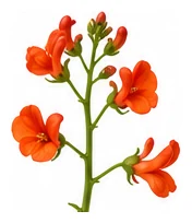Runner Bean flower detail