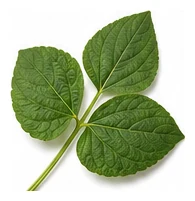 Runner Bean leaf detail