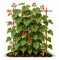 Runner Bean whole plant