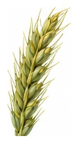 Rye flower detail