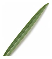 Rye leaf detail