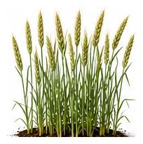 Rye whole plant