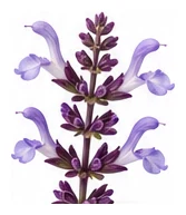 Sage flower detail