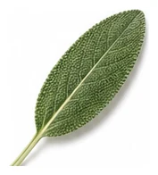 Sage leaf detail