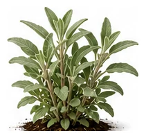 Sage whole plant