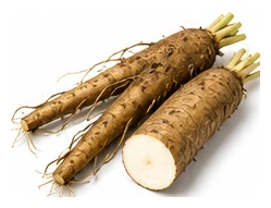 Salsify harvest / detail