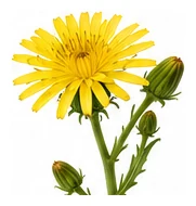 Salsify flower detail