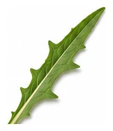 Salsify leaf detail