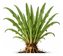 Salsify whole plant
