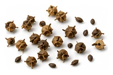 Salvia harvest / detail