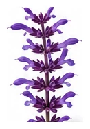 Salvia flower detail
