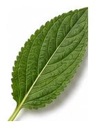 Salvia leaf detail