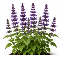 Salvia whole plant