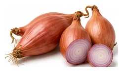 Shallot harvest / detail