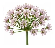Shallot flower detail