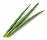 Shallot leaf detail