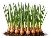 Shallot whole plant