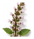 Shiso flower detail