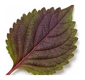Shiso leaf detail