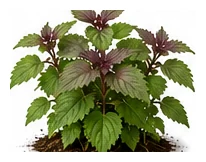 Shiso whole plant
