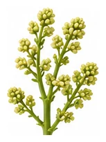Silverbeet flower detail
