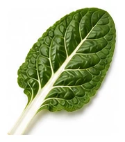 Silverbeet leaf detail
