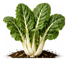 Silverbeet whole plant