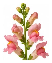 Snapdragon flower detail