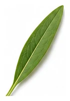 Snapdragon leaf detail