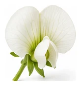 Snow Pea flower detail