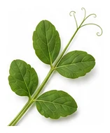 Snow Pea leaf detail