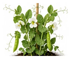 Snow Pea whole plant