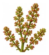 Sorrel flower detail