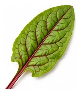 Sorrel leaf detail
