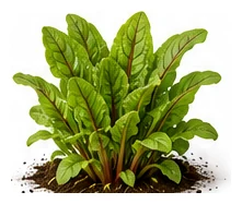 Sorrel whole plant