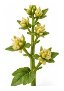 Spinach flower detail