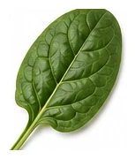 Spinach leaf detail