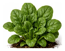 Spinach whole plant