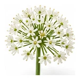 Spring Onion flower detail
