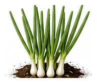 Spring Onion whole plant