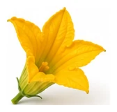 Squash, Summer flower detail