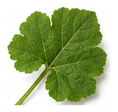Squash, Summer leaf detail