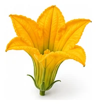 Squash, Winter flower detail