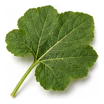 Squash, Winter leaf detail