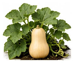 Squash, Winter whole plant