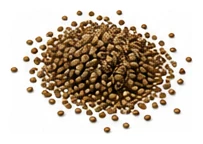 Stevia harvest / detail