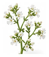 Stevia flower detail