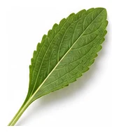Stevia leaf detail