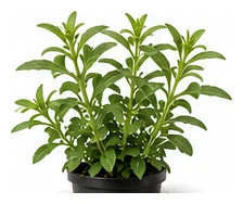 Stevia whole plant